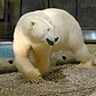 2008: Svalbard Museum